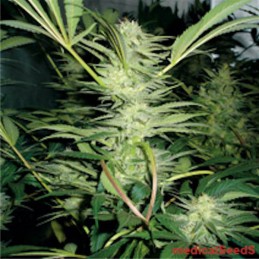 White Widow - Medical Seeds