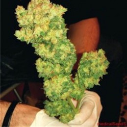 BCN Sour Diesel - Medical...