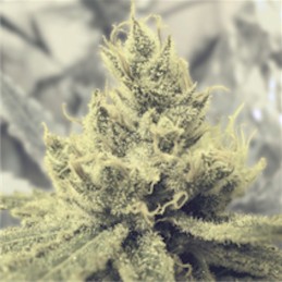 Y Griega - Medical Seeds