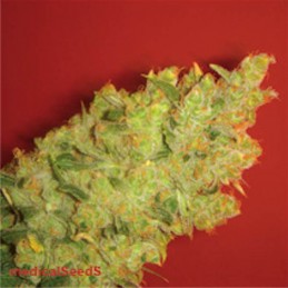 Jack La Mota - Medical Seeds