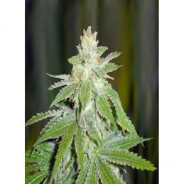 Devil Fruit - Medical Seeds