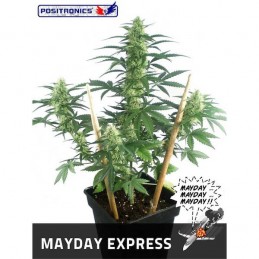 Auto Mayday Express -...