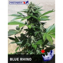 Blue Rhino - Positronics