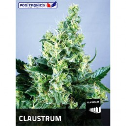 Claustrum - Positronics