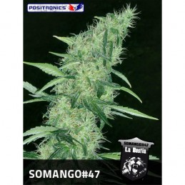 Somango 47 - Positronics