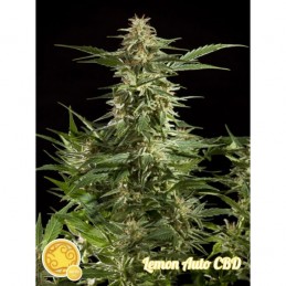 Lemon Auto CBD -...