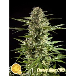 Cheesy Auto CBD -...