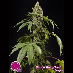 Guava Berry Kush -...