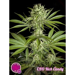 CBD Rich Candy -...