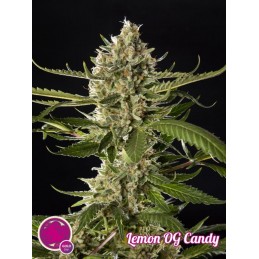 Lemon Og Candy -...