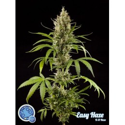 Easy Haze - Philosopher Seeds