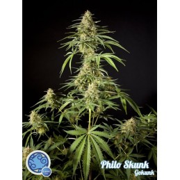 Philo Skunk / Gokunk -...