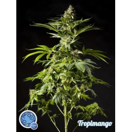 Tropimango - Philosopher Seeds