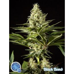 Black Bomb - Philosopher Seeds