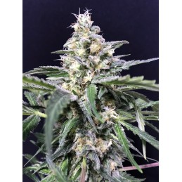 Amnesia Amazon Haze Auto -...