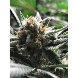 Critical Jack Condor Auto -...