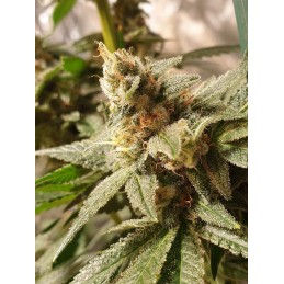 Gala CBD - R-Kiem Seeds