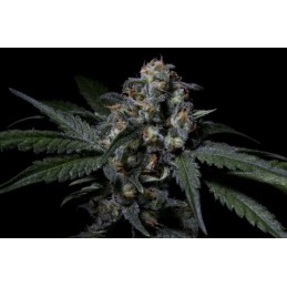 Negra 44 - R-Kiem Seeds