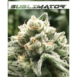 Sublimator - R-Kiem Seeds