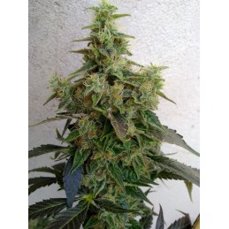 Dieseltonic - Resin Seeds