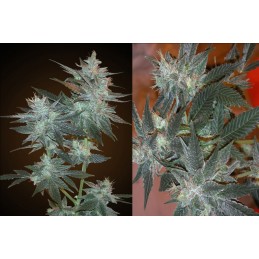 L.A. Ultra - Resin Seeds