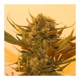 Sour P - Resin Seeds