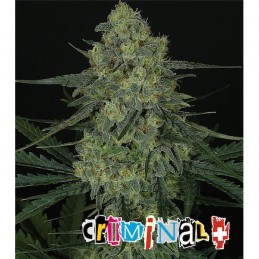 Criminal - Ripper Seeds