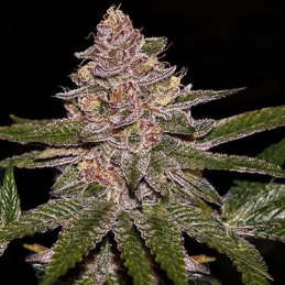 Radical Juice - Ripper Seeds