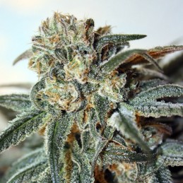 Zombie Kush - Ripper Seeds