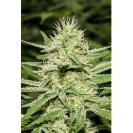 Enemy's Dream - Super Strains