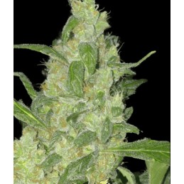 Turing Auto - Super Strains