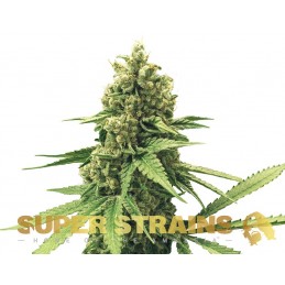 DFA Auto - Super Strains