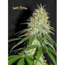 7th Wave - Super Strains