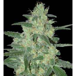 Holy Grail 69 - Samsara Seeds