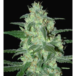 Thunder Bloody Mary Auto -...