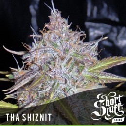 Auto Tha Shiznit - Short...