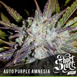 Auto Purple Amnesia - Short...