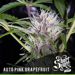 Auto Pink Grapefruit -...