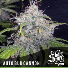 Auto Bud Cannon - Short...