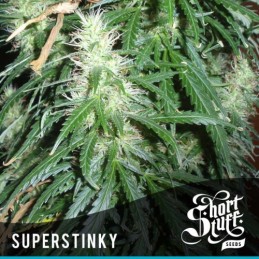 Auto Super Stinky - Short...