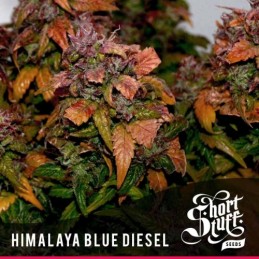 Auto Himalaya Blue Diesel -...