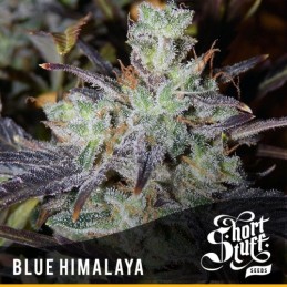 Auto Blue Himalaya - Short...