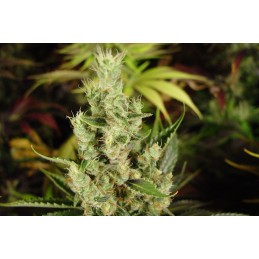 Amnesia Haze Regular - Soma...