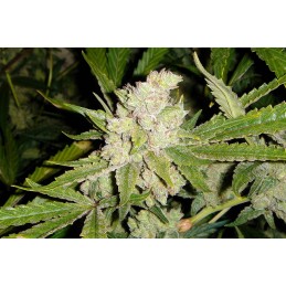 Sogouda Regular - Soma Seeds