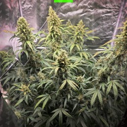 Amnesia Ganja Haze Auto -...