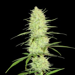 Cinderella's - Sumo Seeds