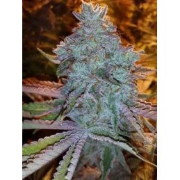 Girl Scout Cookies - The...