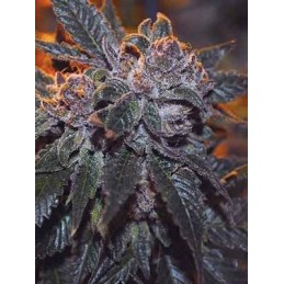 Corleone Kush - The Cali...