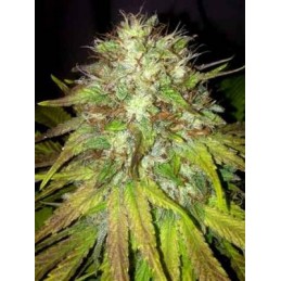 Boss Hogg Auto - The Cali...