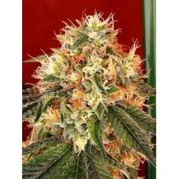 Deadhead OG - The Cali...